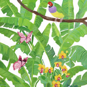 Red Headed Rainbow Finch 20" x 19" giclee on paper